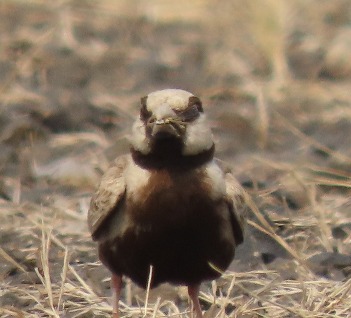 Ashy-crowned Sparrow-Lark - ML619530750