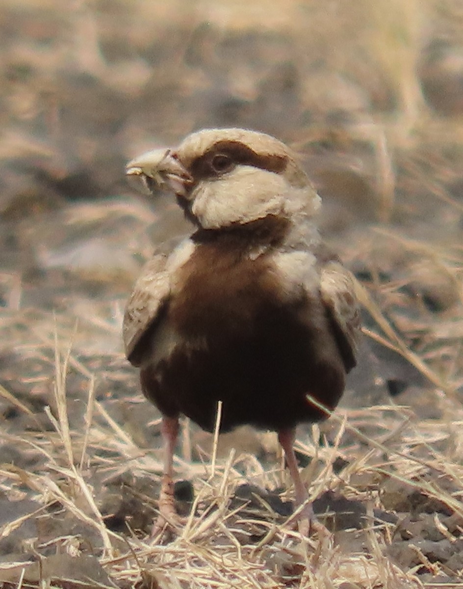 Ashy-crowned Sparrow-Lark - ML619530751