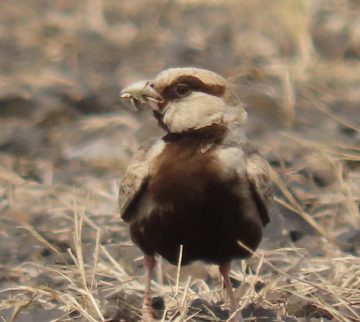 Ashy-crowned Sparrow-Lark - ML619530752