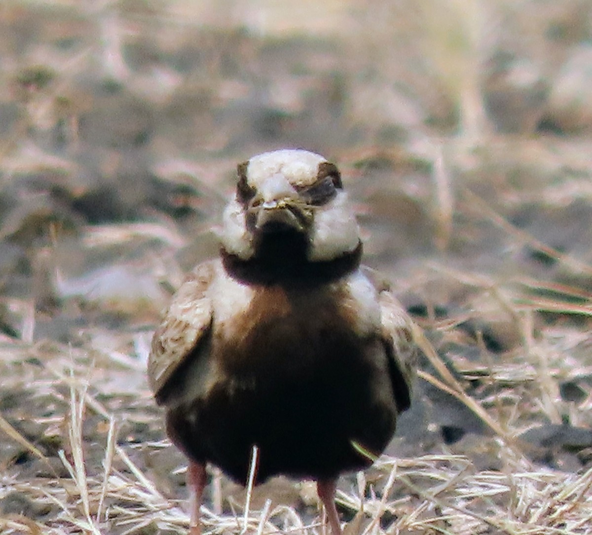 Ashy-crowned Sparrow-Lark - ML619530753