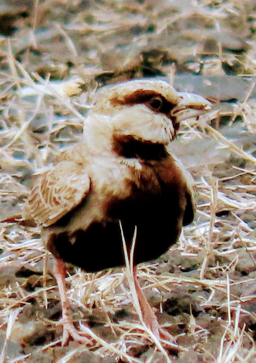 Ashy-crowned Sparrow-Lark - ML619530754