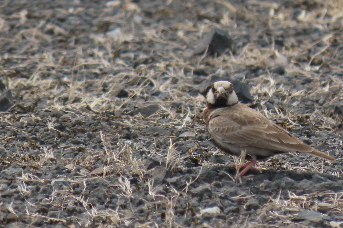 Ashy-crowned Sparrow-Lark - ML619530755