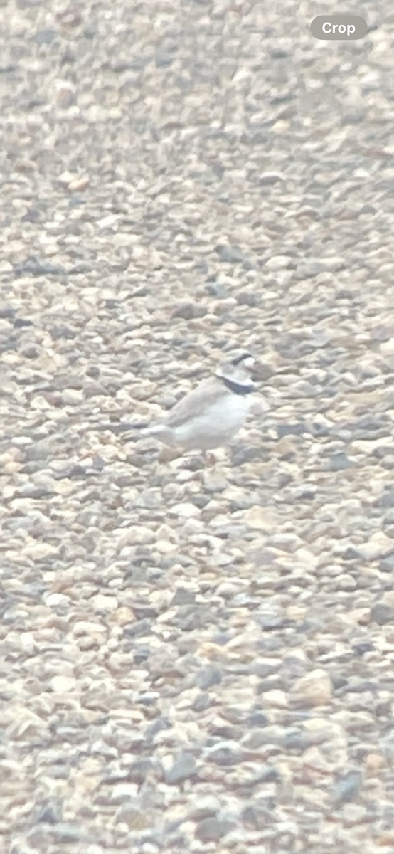 Piping Plover - ML619530785