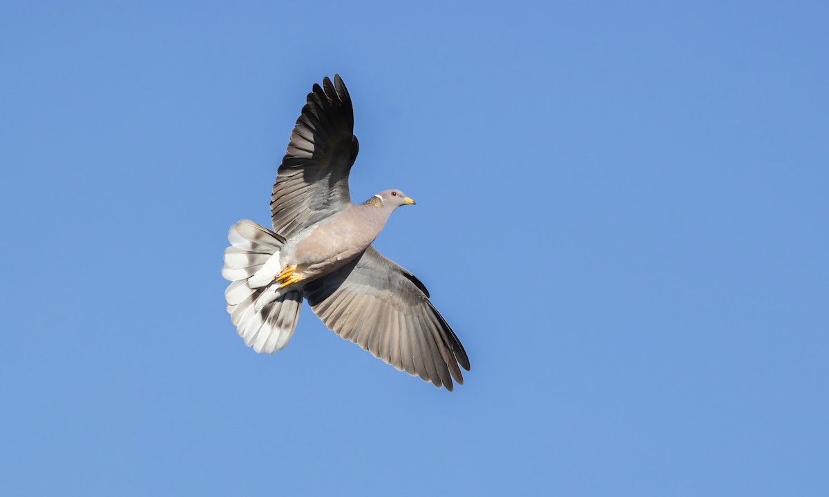 Полосатохвостый голубь [группа fasciata] - ML619530798