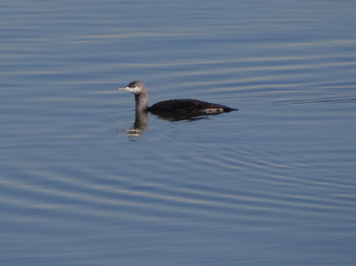Red-throated Loon - ML61953081