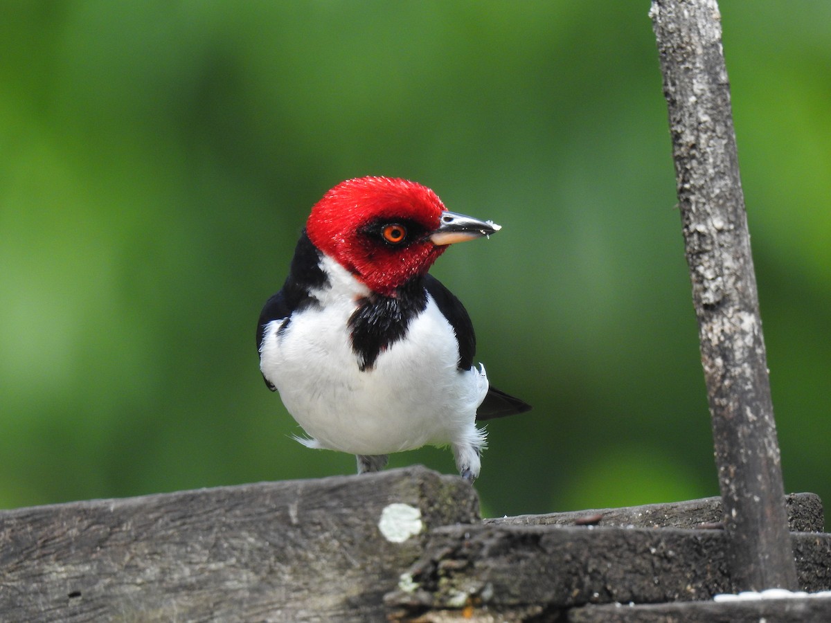 Red-capped Cardinal - ML619530854