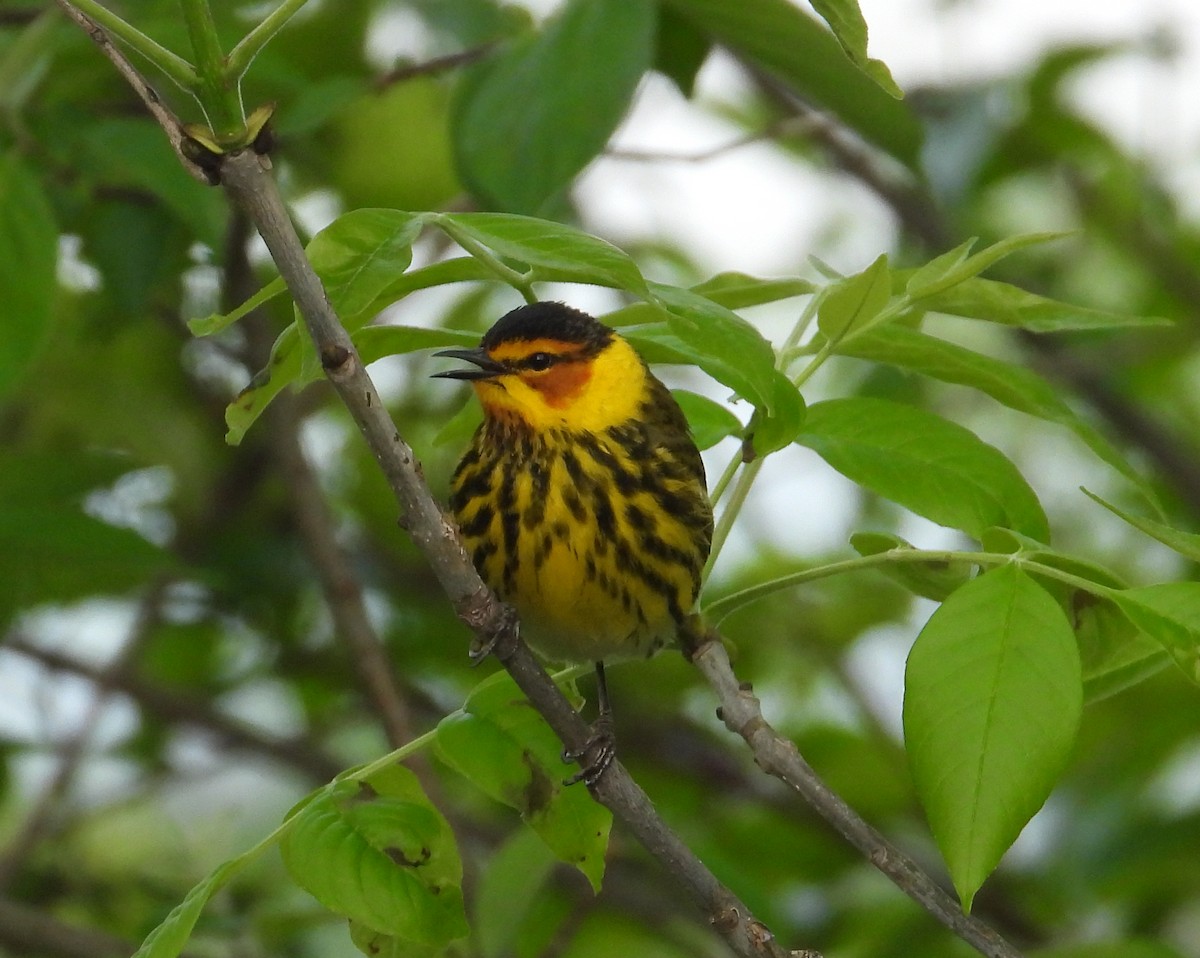 Cape May Warbler - ML619530902