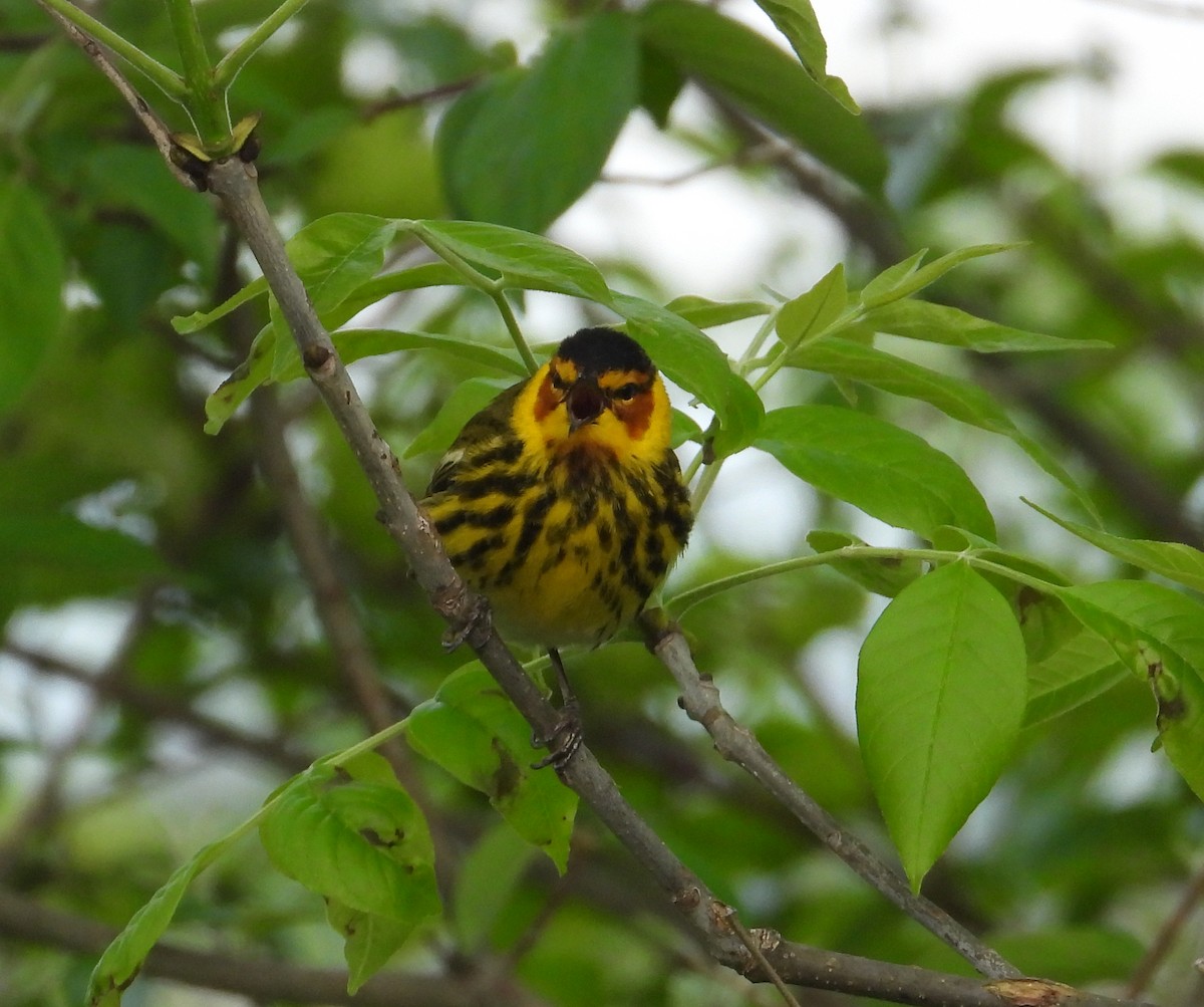 Cape May Warbler - ML619530909