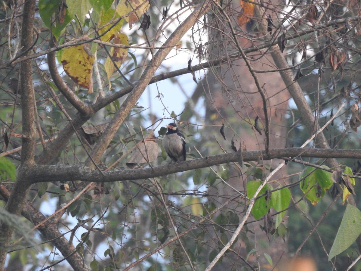 Indian Pied Starling - ML619530924