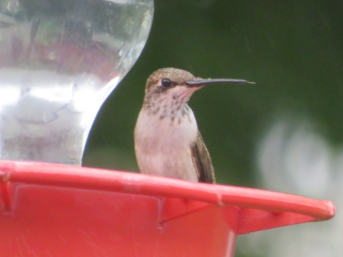 Black-chinned Hummingbird - ML619530945