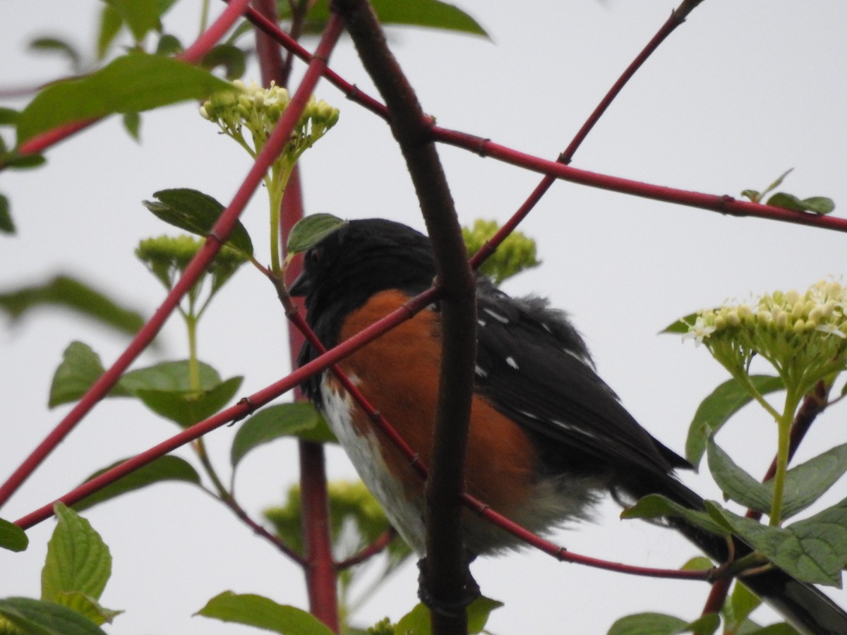 Spotted Towhee - ML619530954