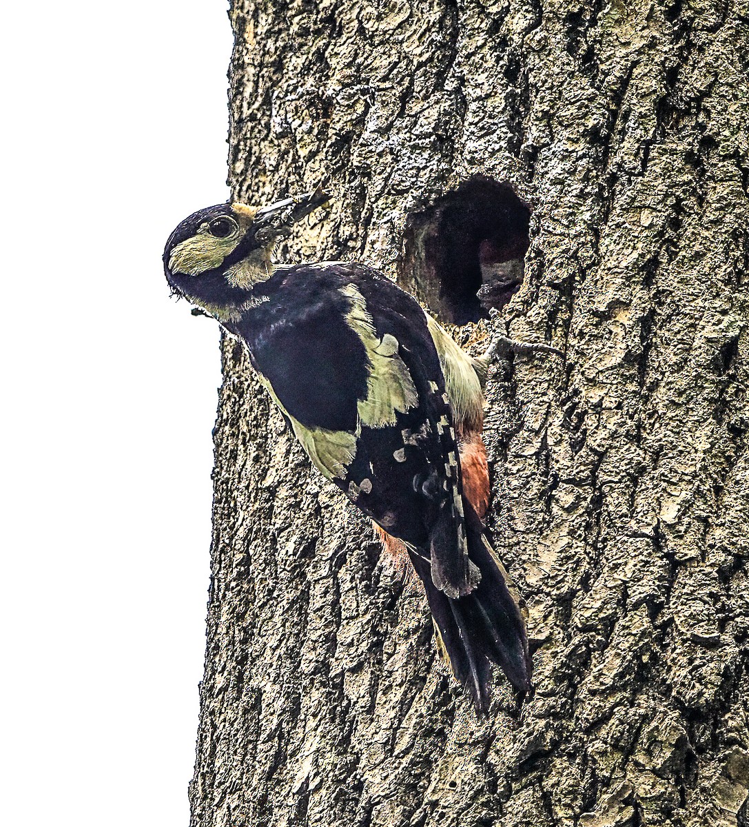 Great Spotted Woodpecker - ML619530958