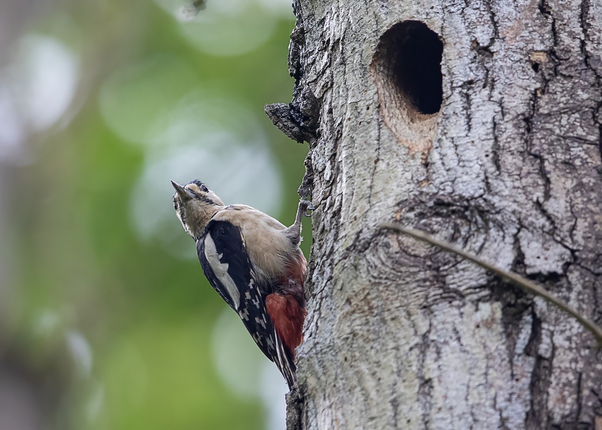 Great Spotted Woodpecker - ML619530959
