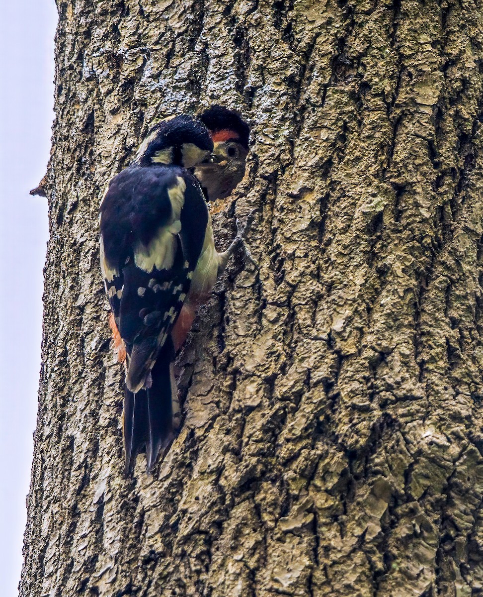Great Spotted Woodpecker - ML619530960