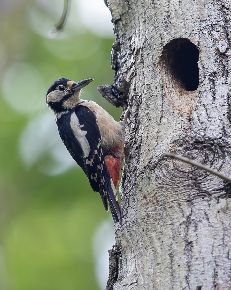 Great Spotted Woodpecker - ML619530961