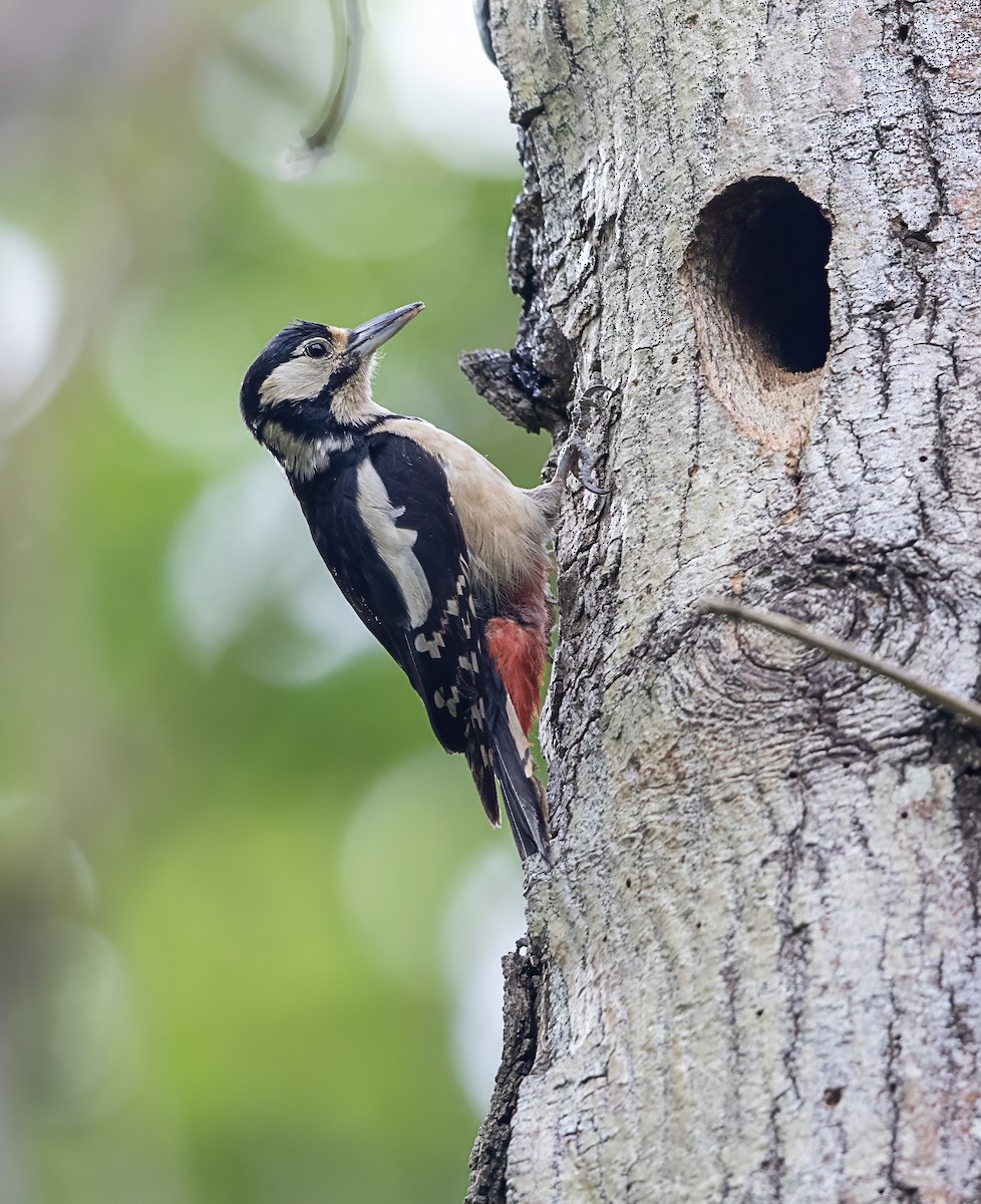 Great Spotted Woodpecker - ML619530963