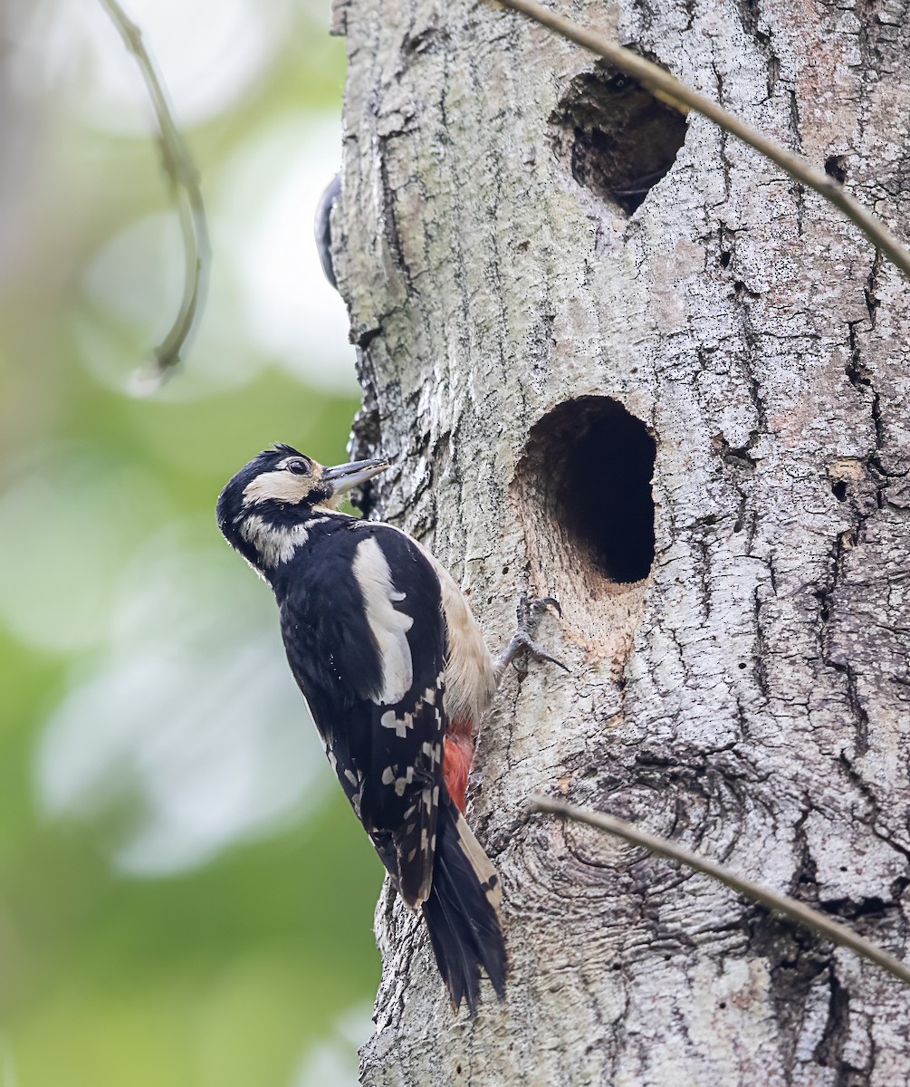 Great Spotted Woodpecker - ML619530965