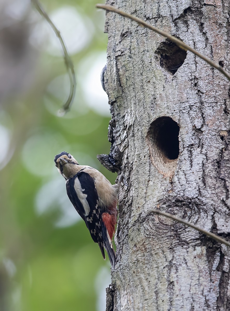 Great Spotted Woodpecker - ML619530966