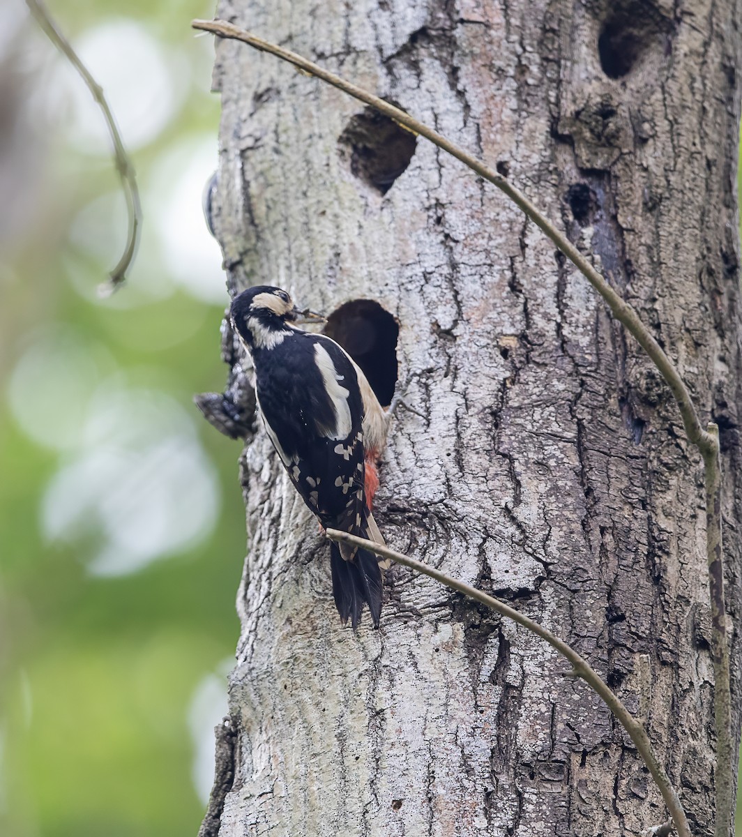 Great Spotted Woodpecker - ML619530967