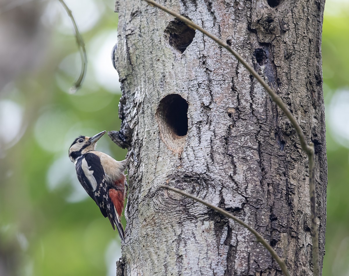 Great Spotted Woodpecker - ML619530968