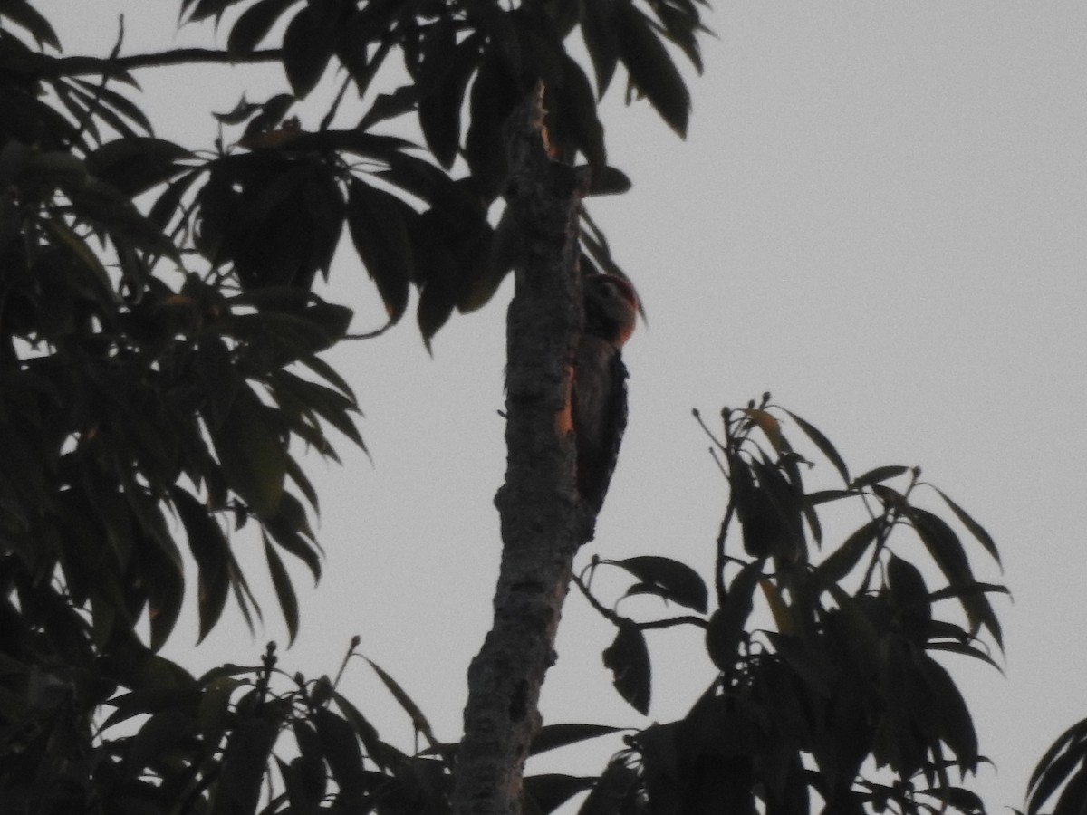 Fulvous-breasted Woodpecker - ML619530980