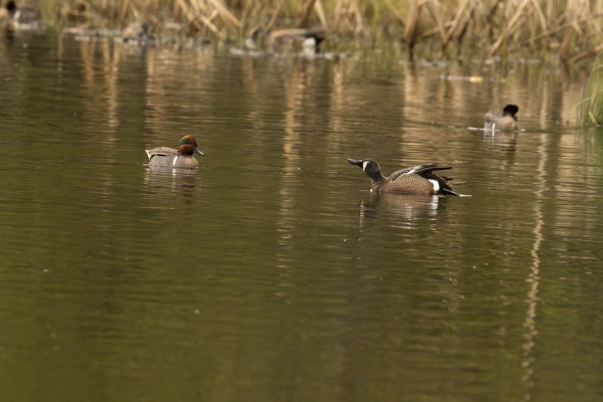 Blue-winged Teal - ML619530984