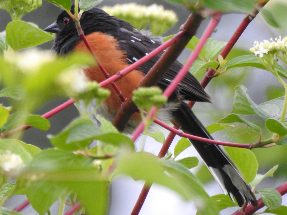 Spotted Towhee - ML619530987