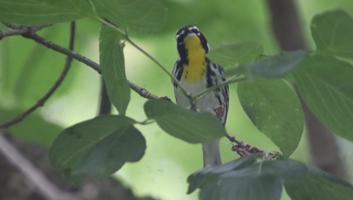Yellow-throated Warbler - ML619530996