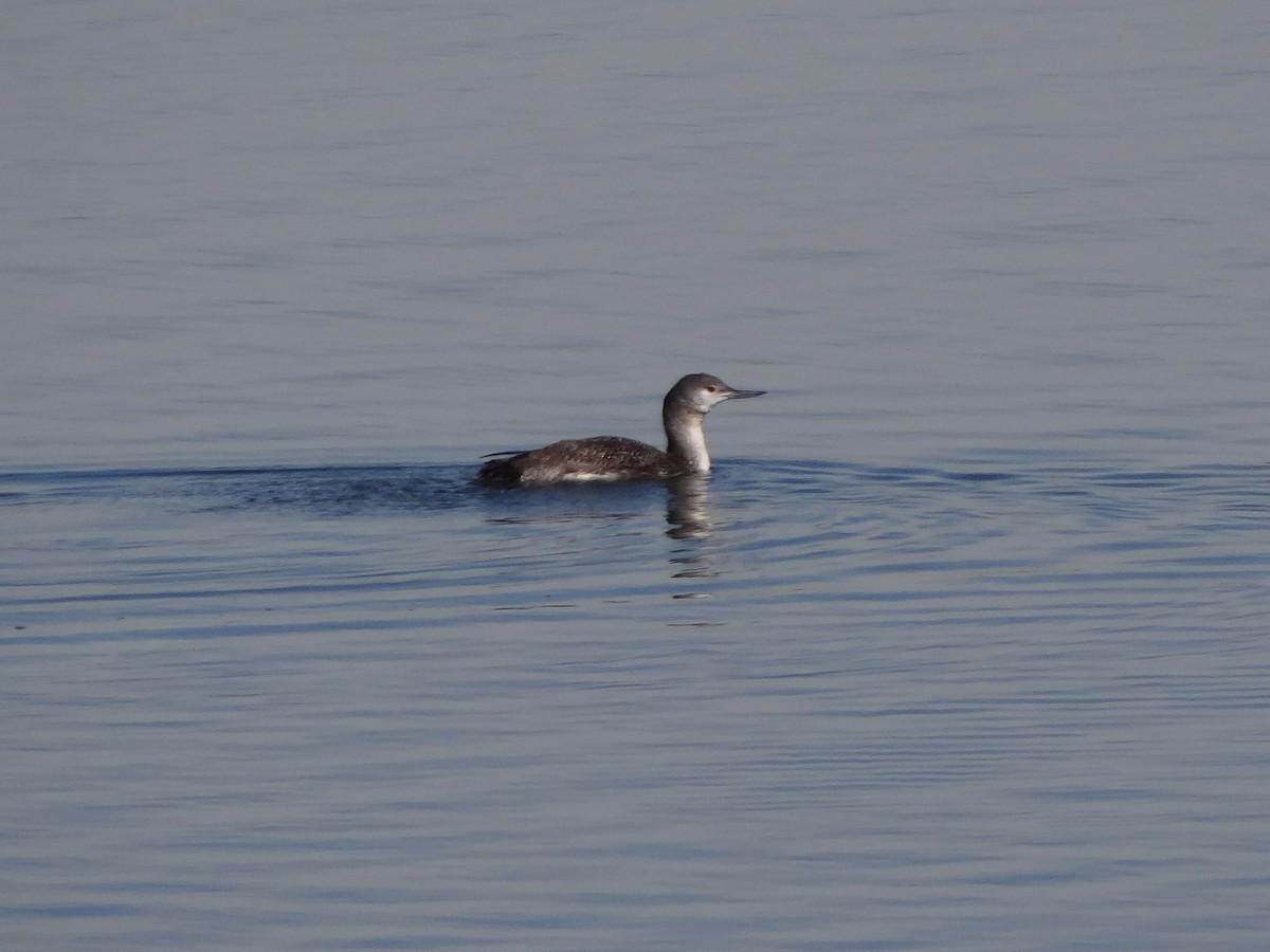 Red-throated Loon - ML61953101