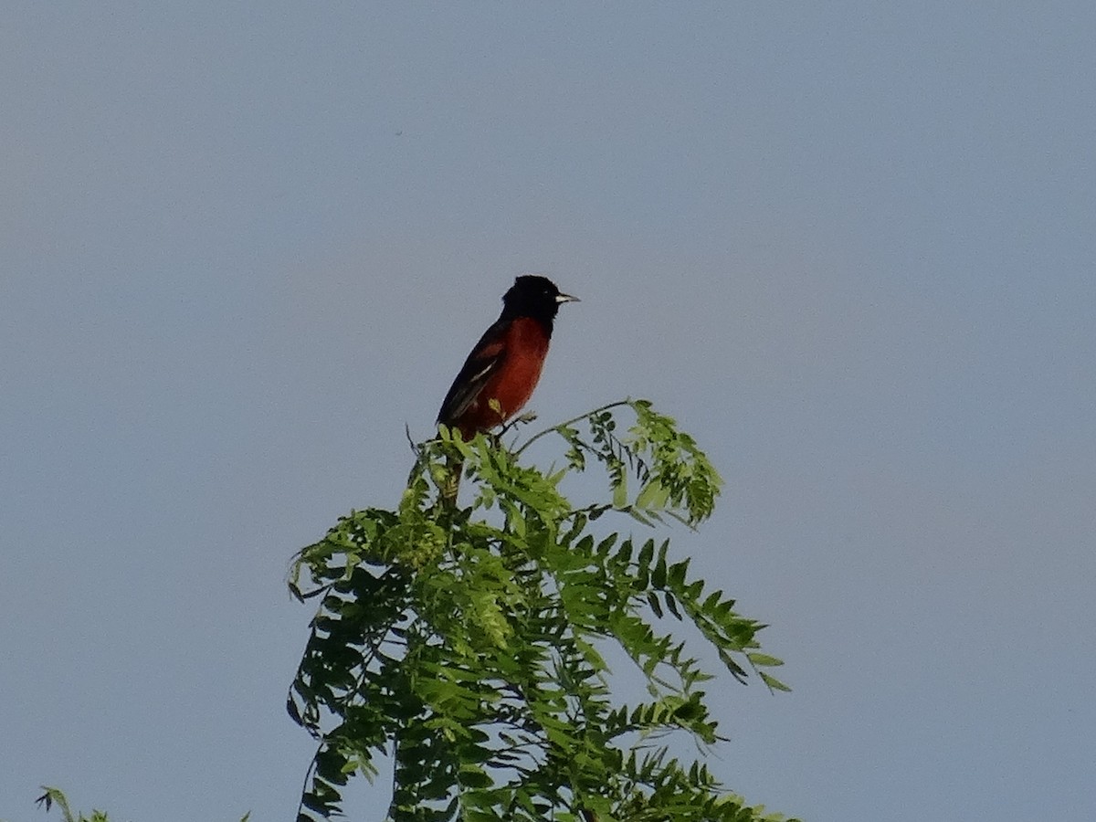 Orchard Oriole (Orchard) - ML619531051