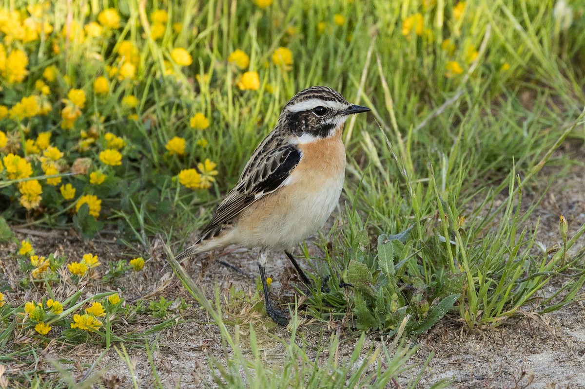 Whinchat - ML619531054
