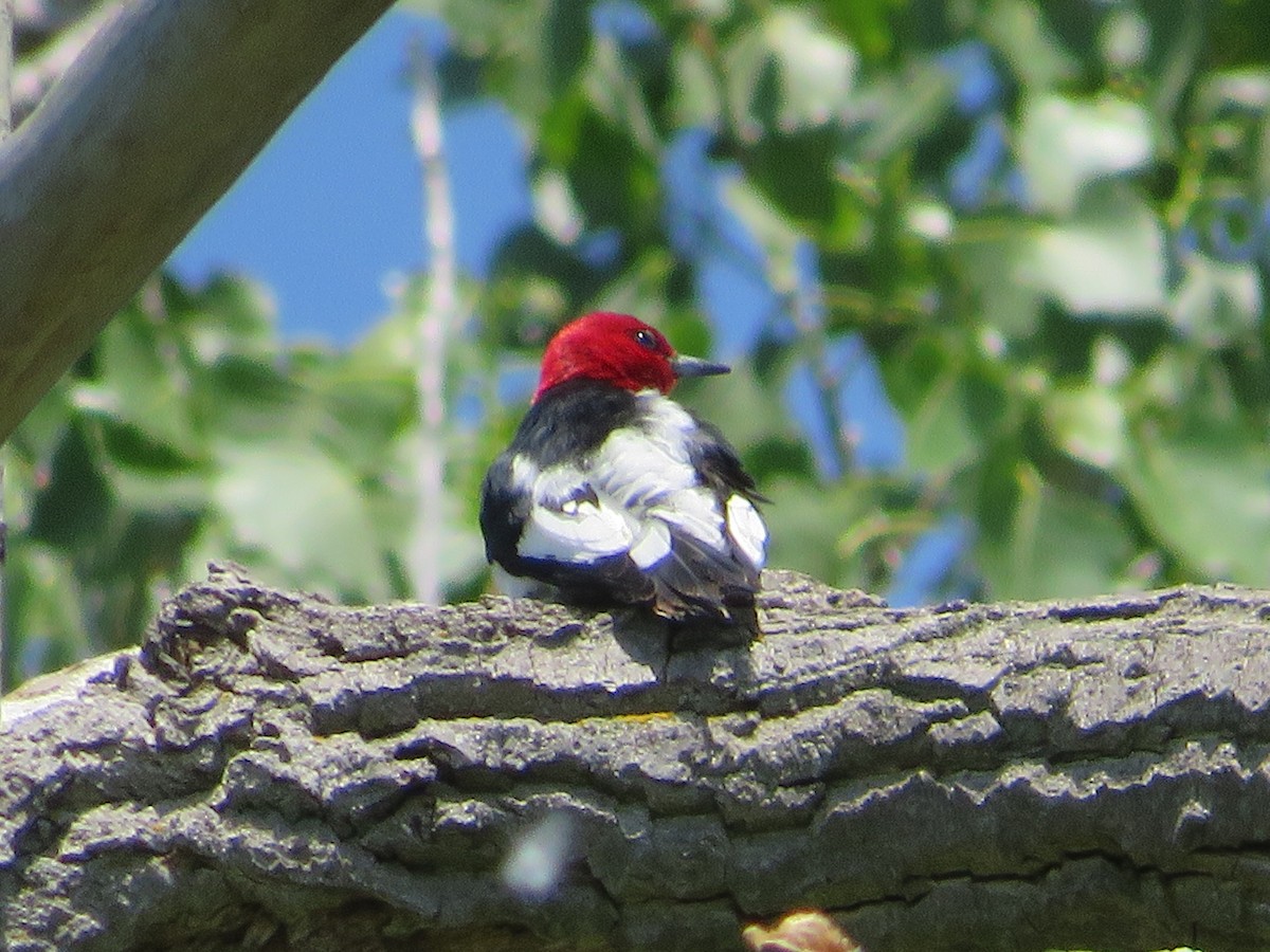 Red-headed Woodpecker - ML619531057