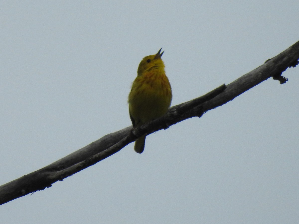 Yellow Warbler - ML619531059