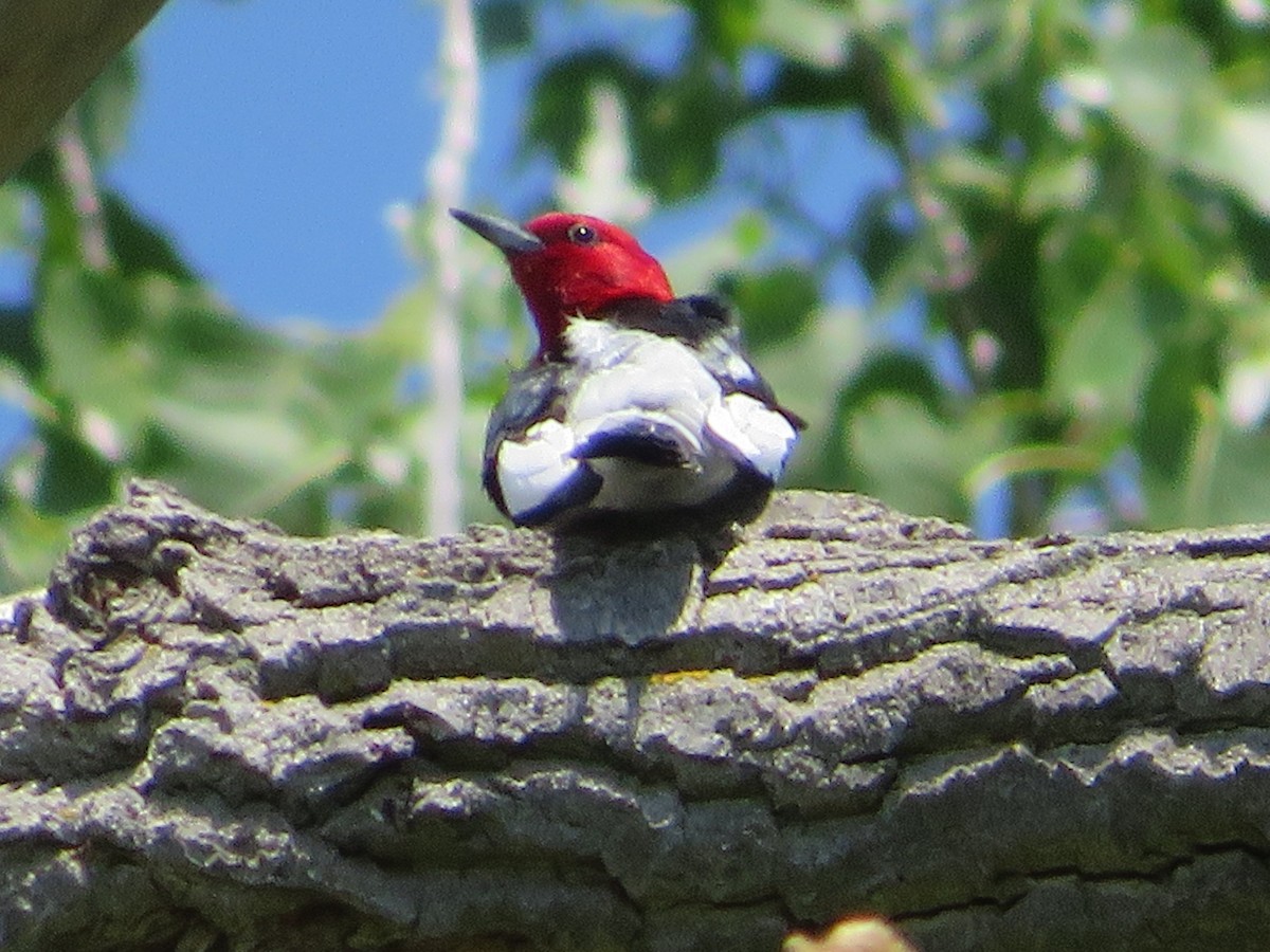Red-headed Woodpecker - ML619531064