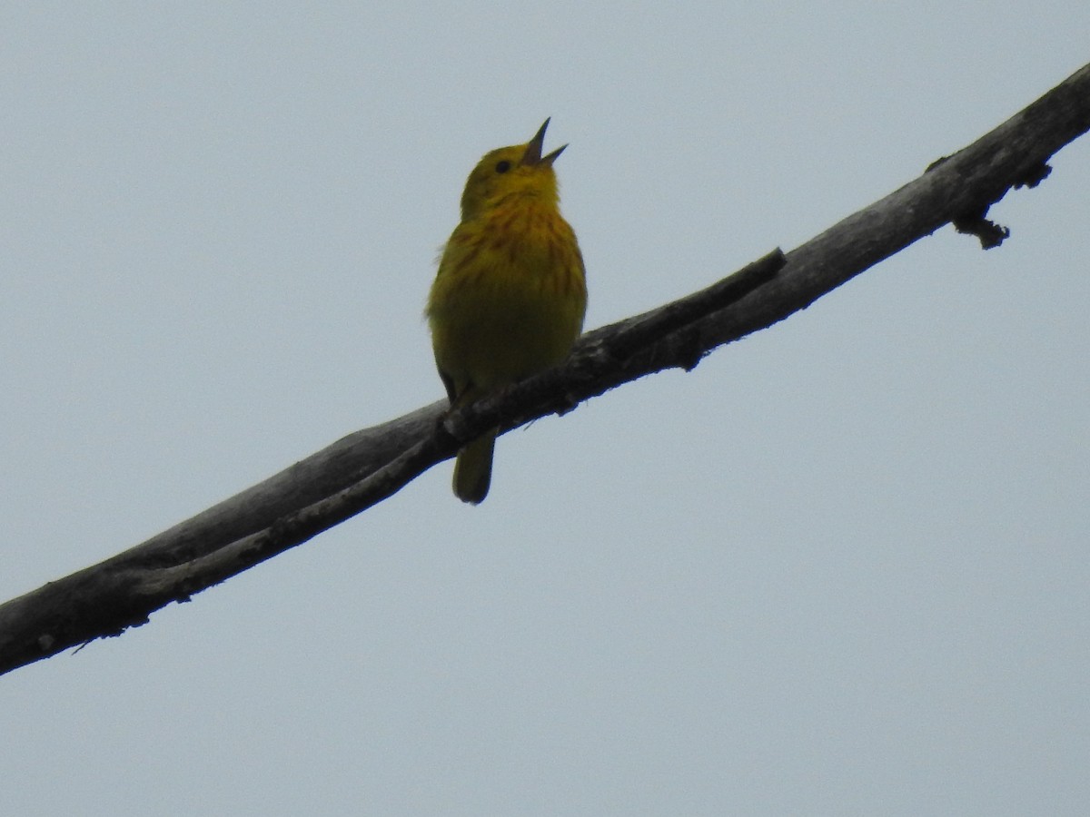 Yellow Warbler - ML619531098