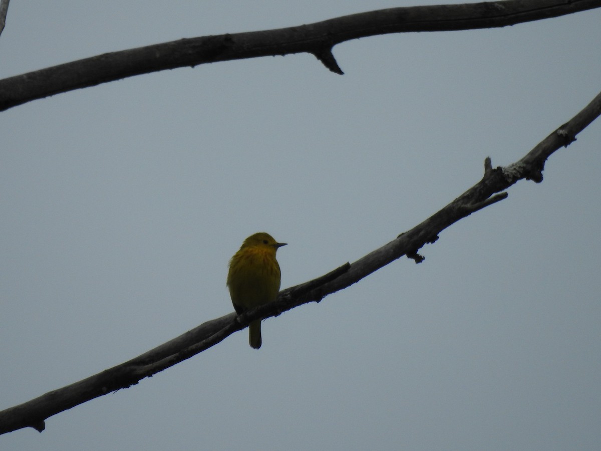 Yellow Warbler - ML619531109