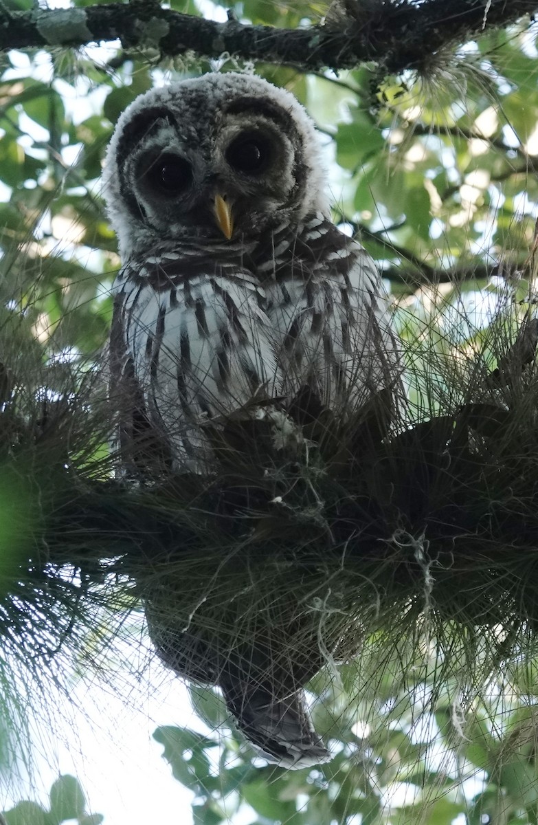 Barred Owl - ML619531125