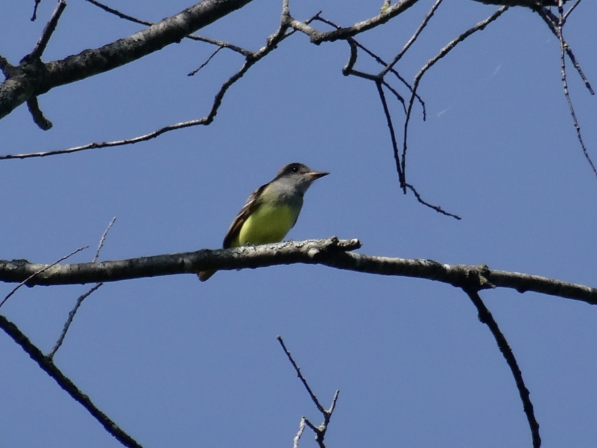 Great Crested Flycatcher - ML619531166
