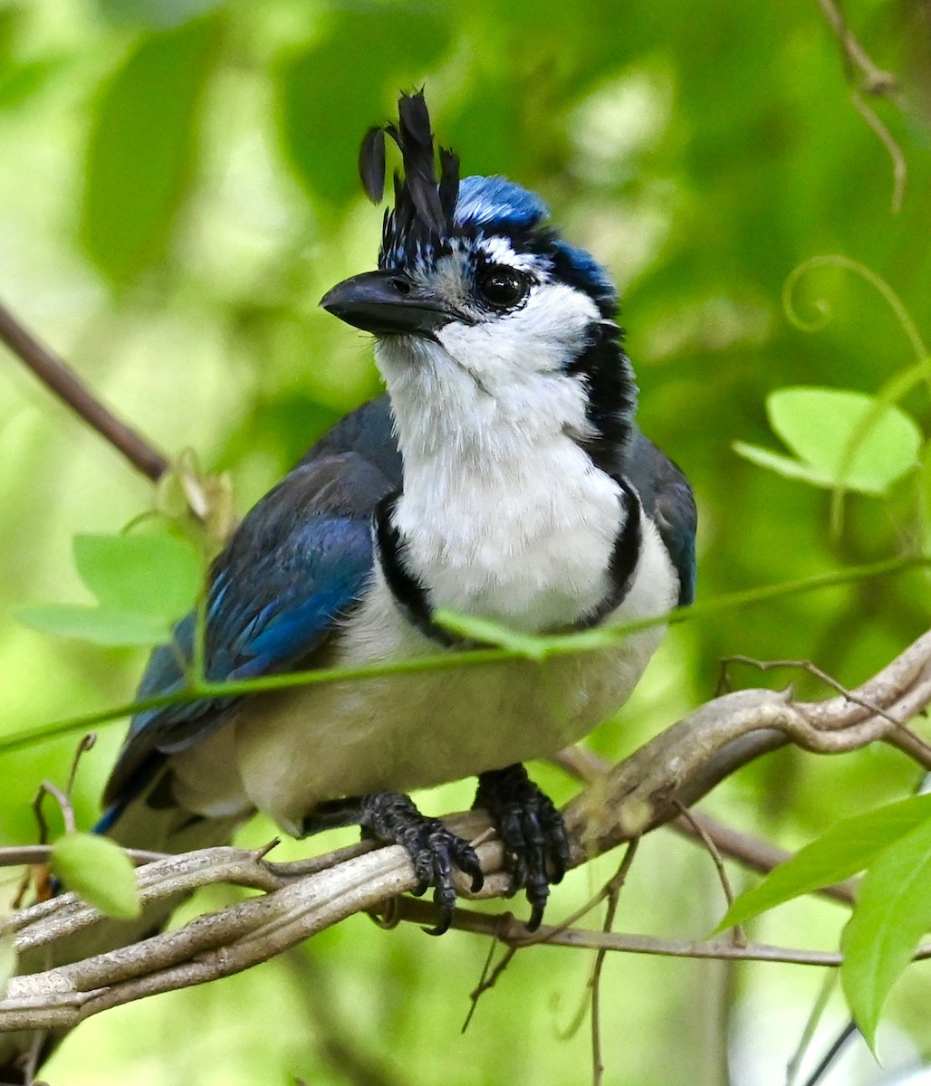 White-throated Magpie-Jay - ML619531177
