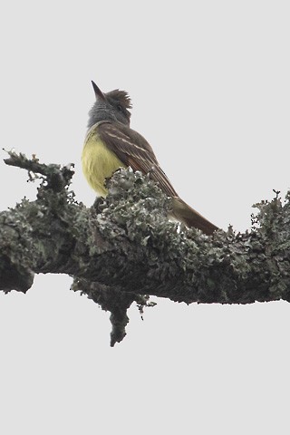 Great Crested Flycatcher - ML619531184