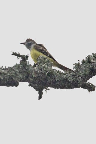 Great Crested Flycatcher - ML619531185