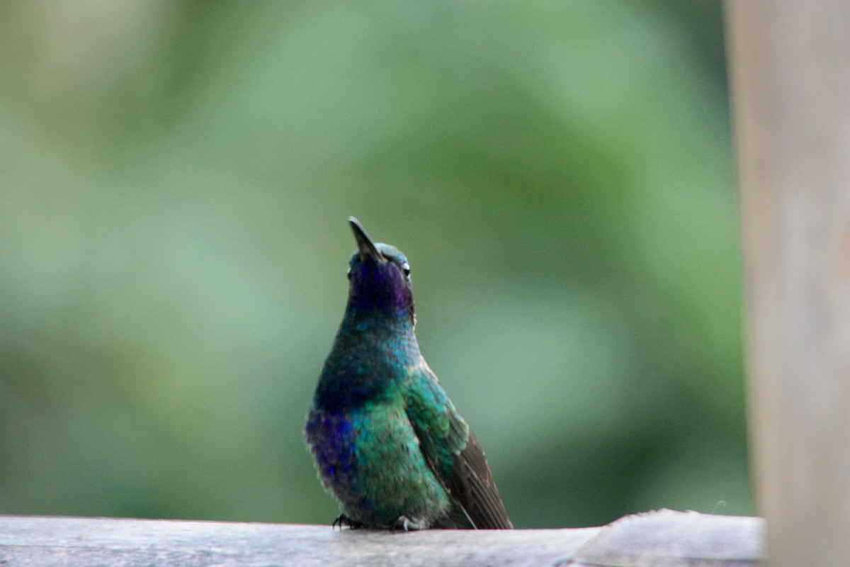 kolibřík modrolící - ML619531212
