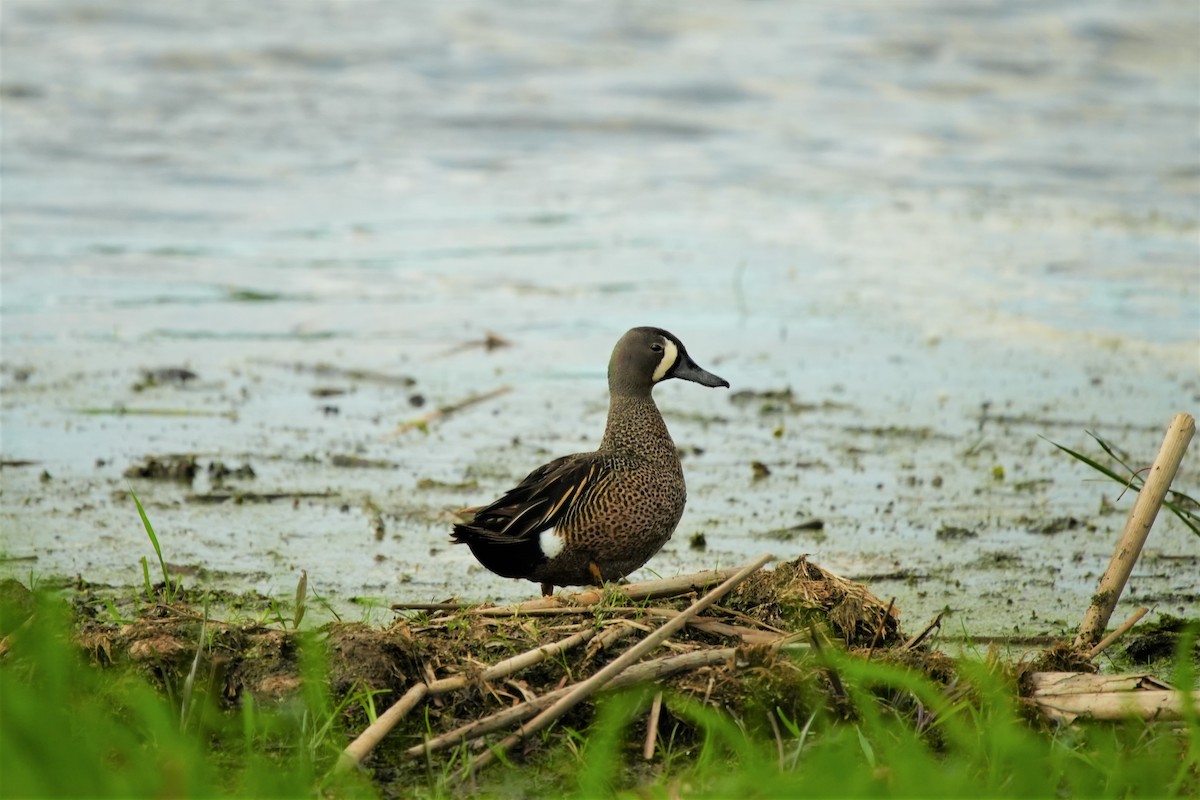 Blue-winged Teal - ML619531263
