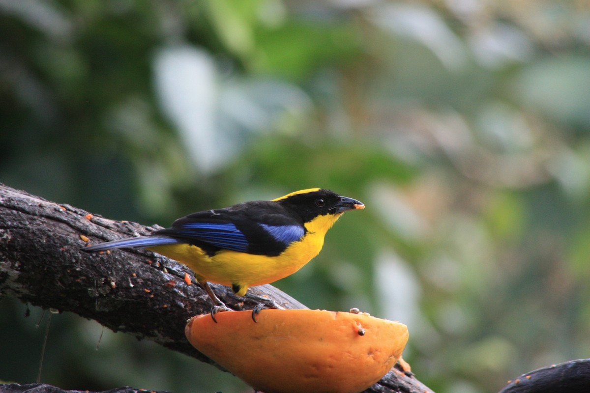 Blue-winged Mountain Tanager - ML619531287