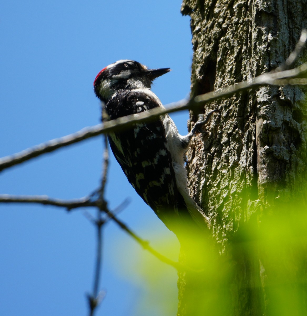 Downy Woodpecker - ML619531331
