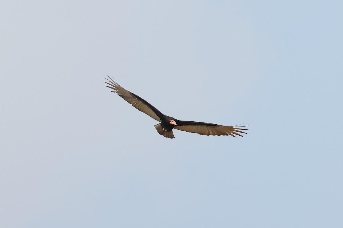Lesser Yellow-headed Vulture - ML619531347