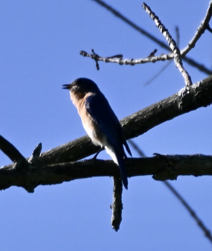 Eastern Bluebird - ML619531355