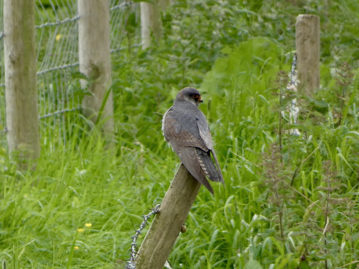 Red-footed Falcon - ML619531367