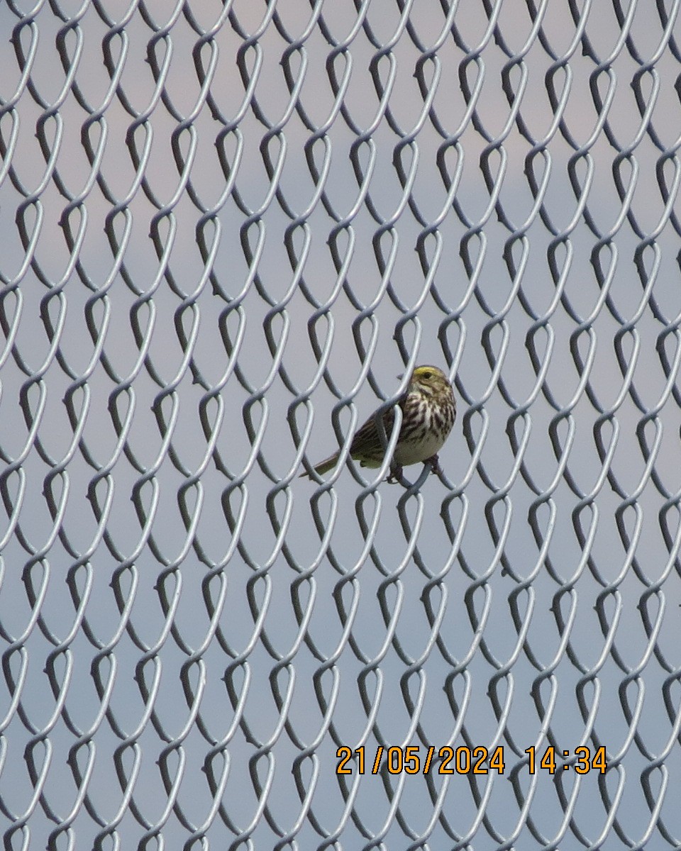 Savannah Sparrow - ML619531373