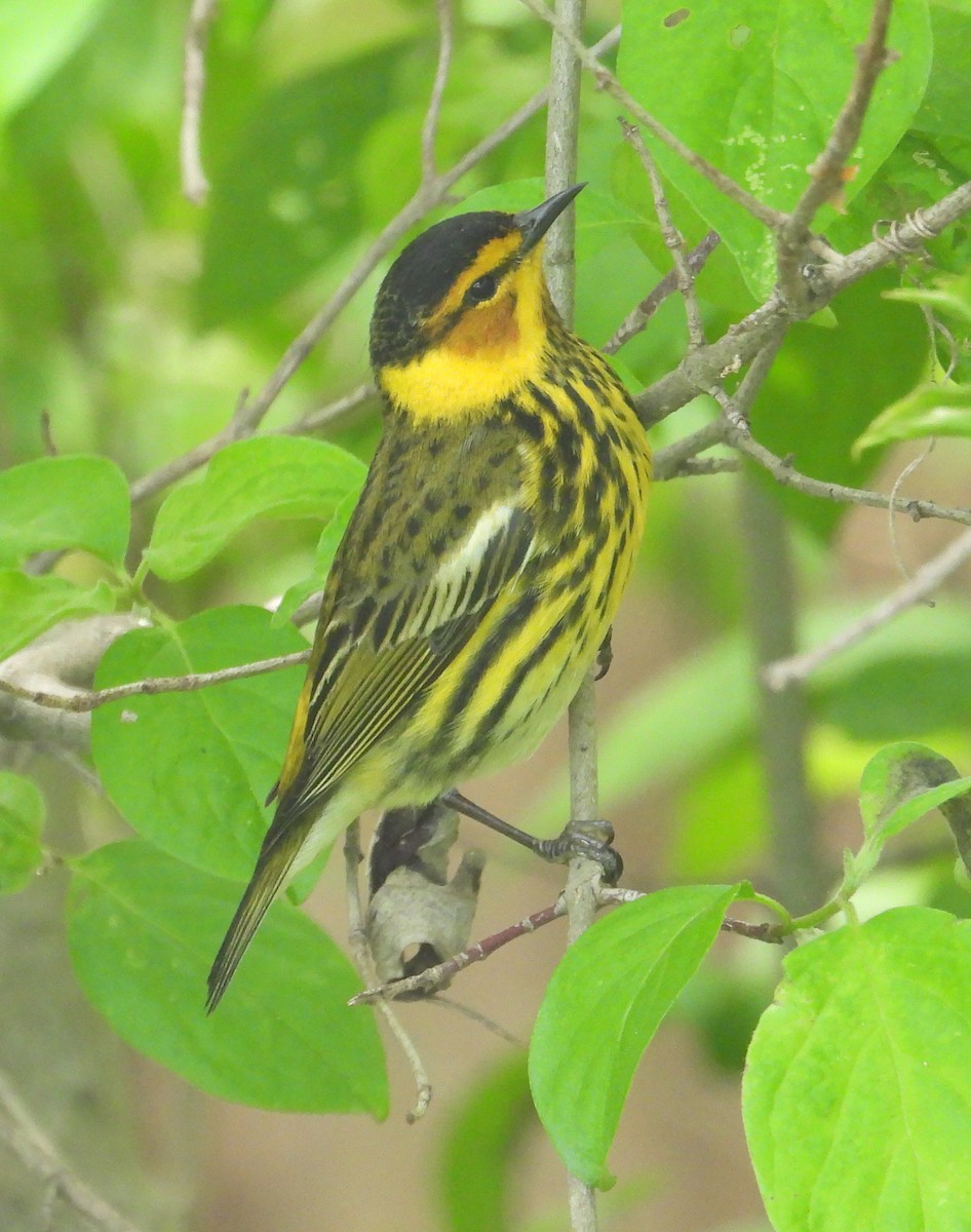 Cape May Warbler - ML619531394
